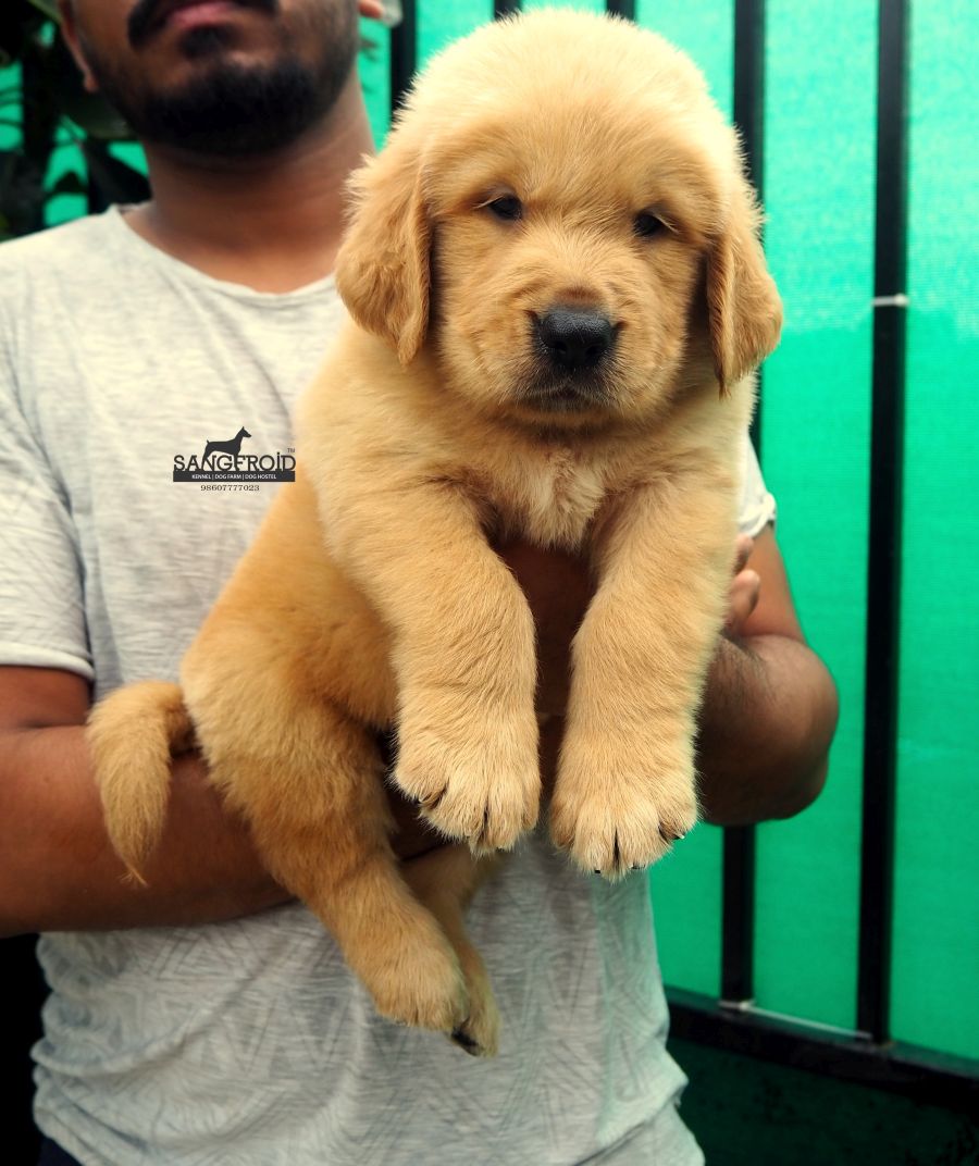 Image of Golden Retriever posted on 2022-08-22 04:07:05 from Golden Retriever